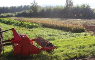 Northdown Orchard Winton Stone Burier
