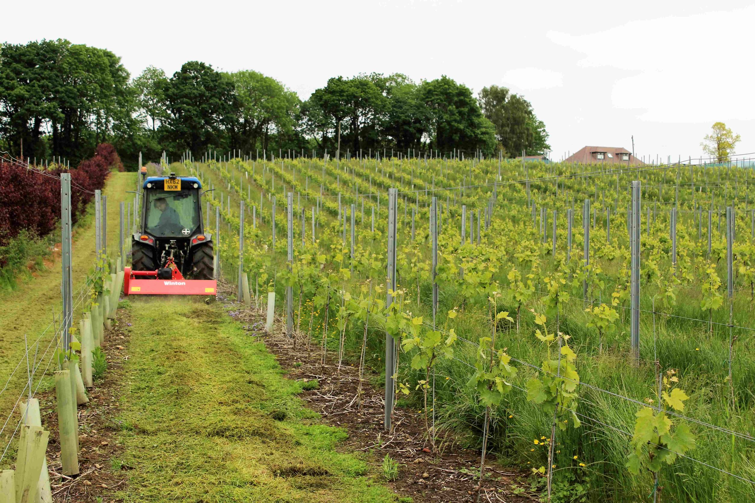 Vineyard Winton flail mower